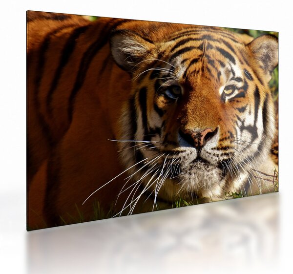 Staklena slika tigra (70x50 cm)