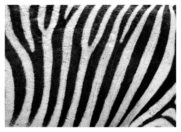 Staklena slika kože zebre (70x50 cm)