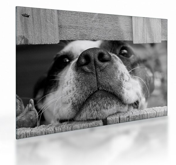 Staklena slika psa (70x50 cm)