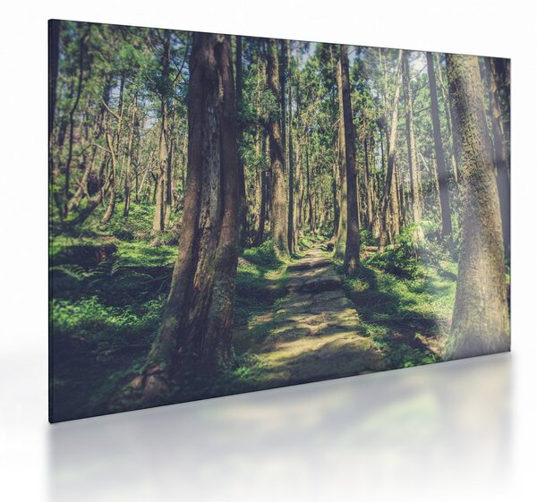 Staklena slika staze između drveća (70x50 cm)