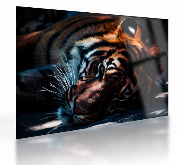 Staklena slika ležećeg tigra (70x50 cm)