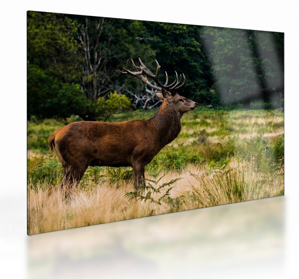 Staklena slika jelena (70x50 cm)