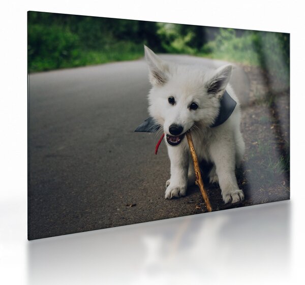 Staklena slika bijelog psa (70x50 cm)