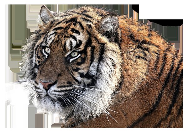 Staklena slika tigra (70x50 cm)