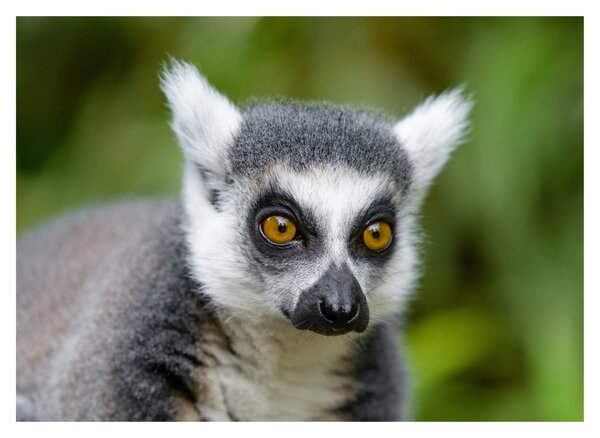 Staklena slika lemura (70x50 cm)