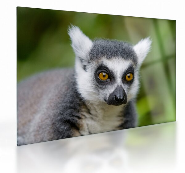 Staklena slika lemura (70x50 cm)