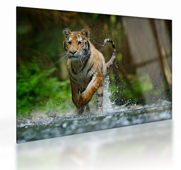 Staklena slika tigra koji trči (70x50 cm)