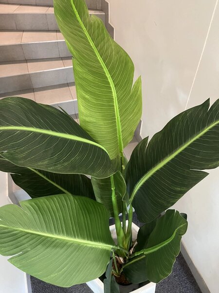 Umjetna strelicija 150 cm Kimberley - 121 - 150 cm