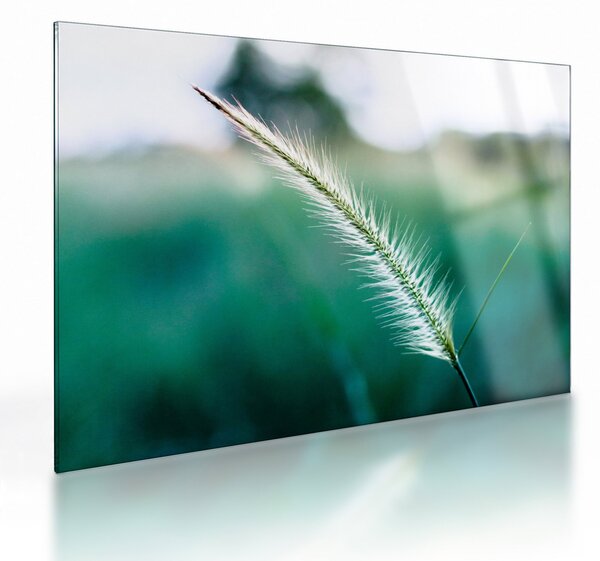 Staklena slika vlati trave (70x50 cm)