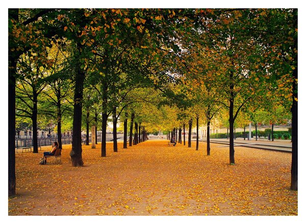 Staklena slika aleje jesenskih stabala (70x50 cm)