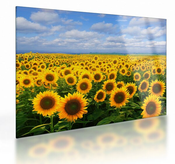 Staklena slika polja suncokreta (70x50 cm)