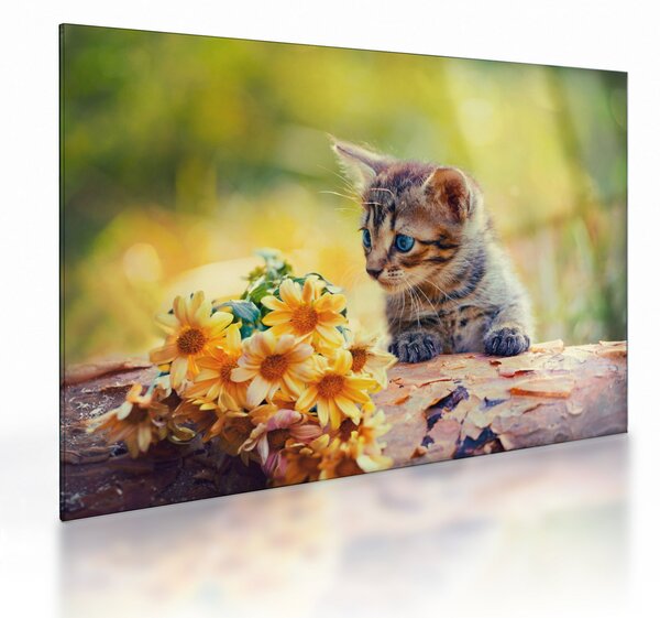 Staklena slika mačića koji gleda cvijet (70x50 cm)