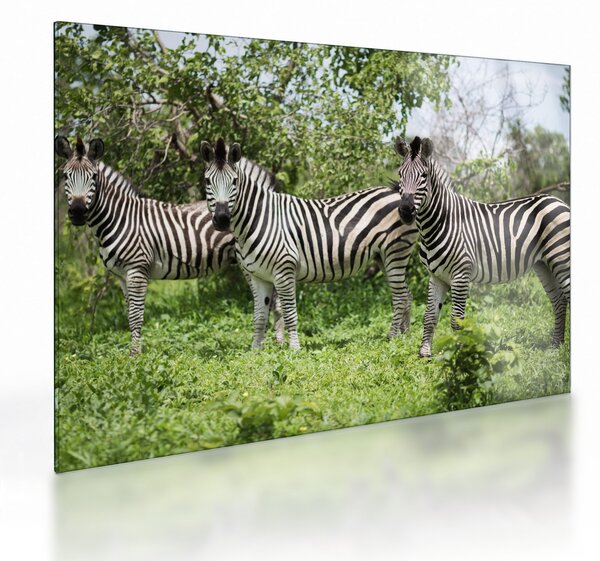Staklena slika sa zebrama (70x50 cm)