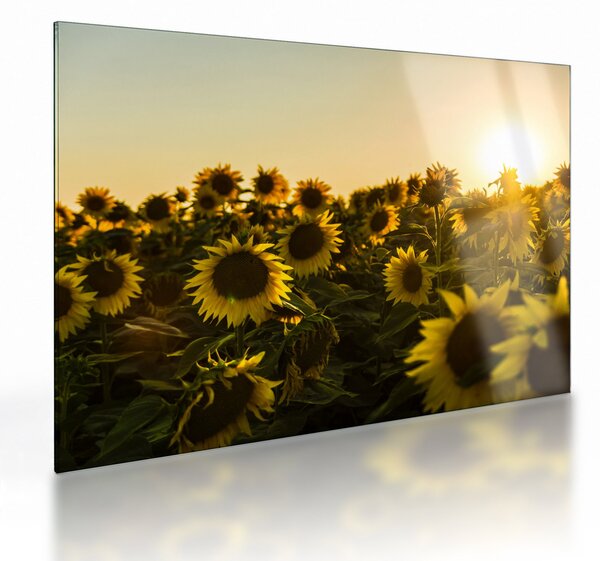 Staklena slika polja suncokreta (70x50 cm)