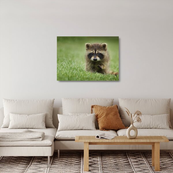 Staklena slika rakuna (70x50 cm)