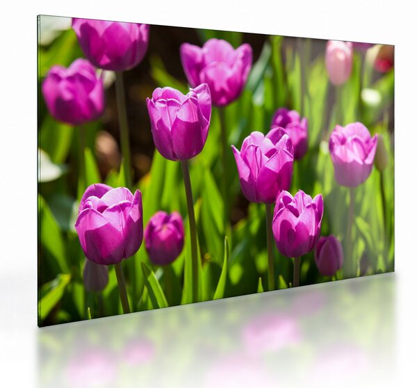 Staklena slika tulipana na livadi (70x50 cm)