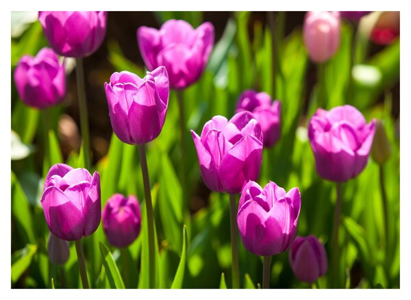 Staklena slika tulipana na livadi (70x50 cm)