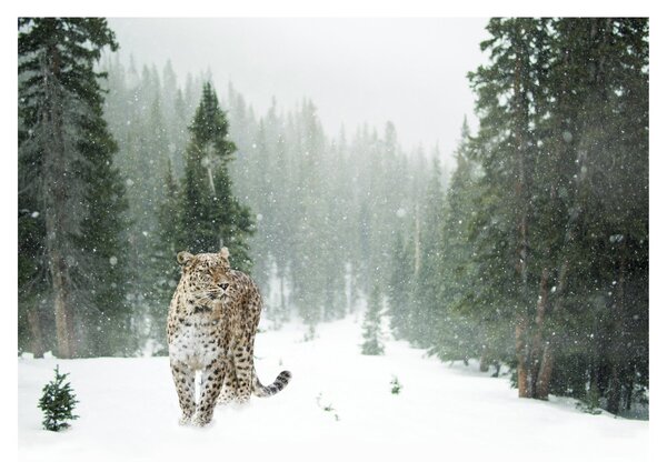 Staklena slika leoparda u snijegu (70x50 cm)