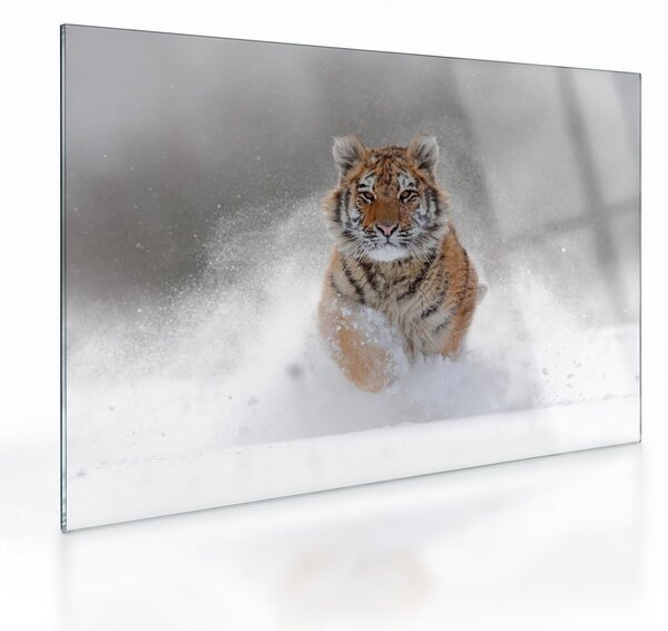 Staklena slika tigra koji trči u snijegu (70x50 cm)