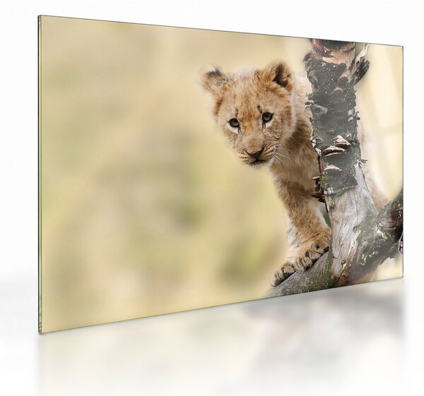 Staklena slika mladunca lava (70x50 cm)