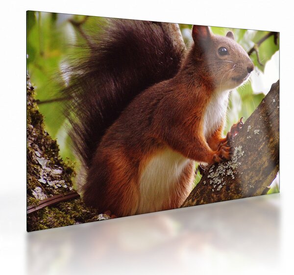 Staklena slika vjeverice (70x50 cm)