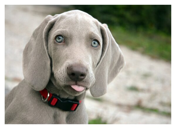 Staklena slika - štene Weimaranera (70x50 cm)