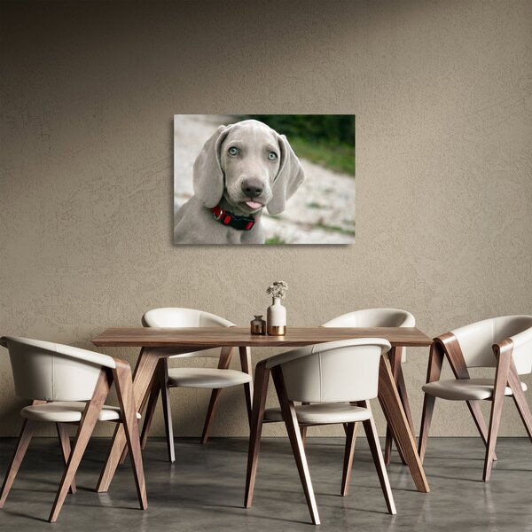 Staklena slika - štene Weimaranera (70x50 cm)