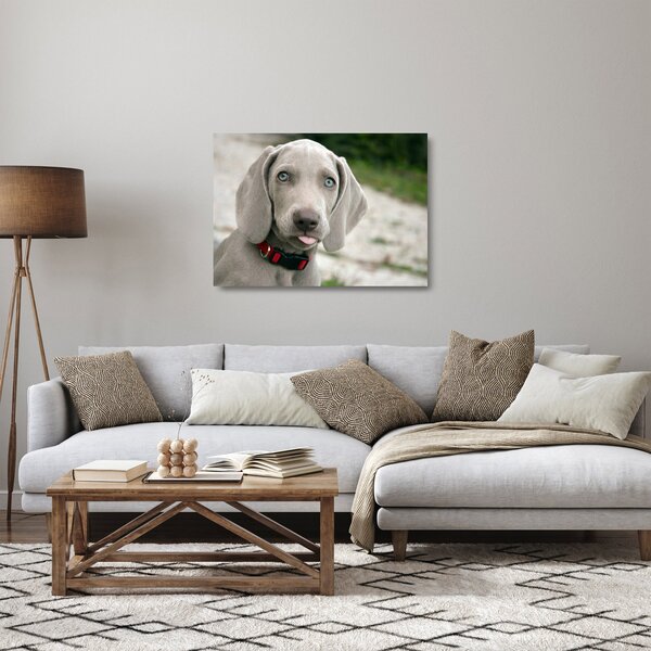 Staklena slika - štene Weimaranera (70x50 cm)