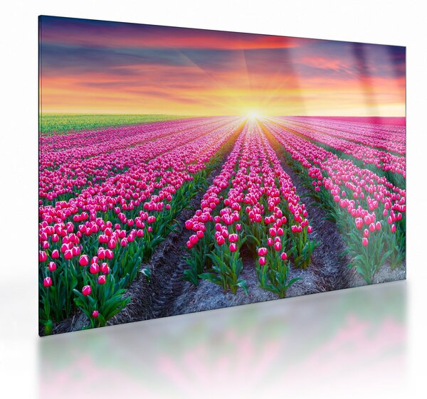 Staklena slika polja tulipana sa suncem (70x50 cm)