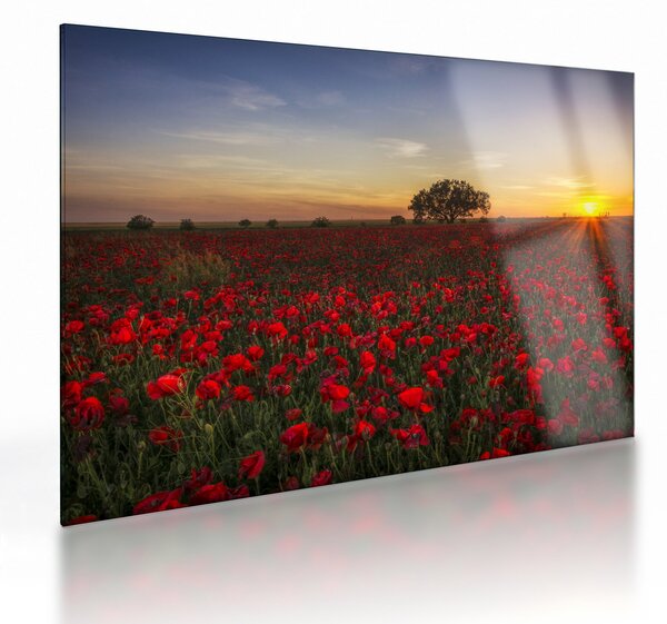 Staklena slika livade s makovima (70x50 cm)