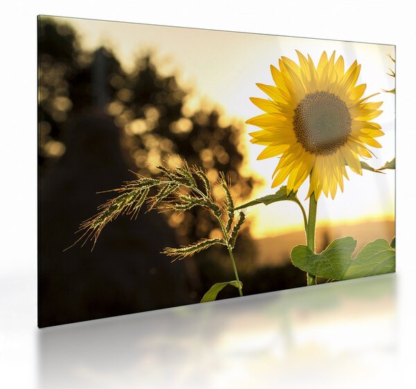 Staklena slika suncokreta (70x50 cm)