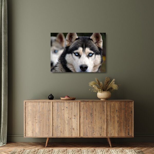 Staklena slika haski psa (70x50 cm)
