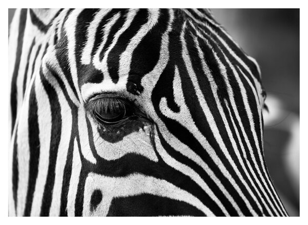Staklena slika zebre (70x50 cm)