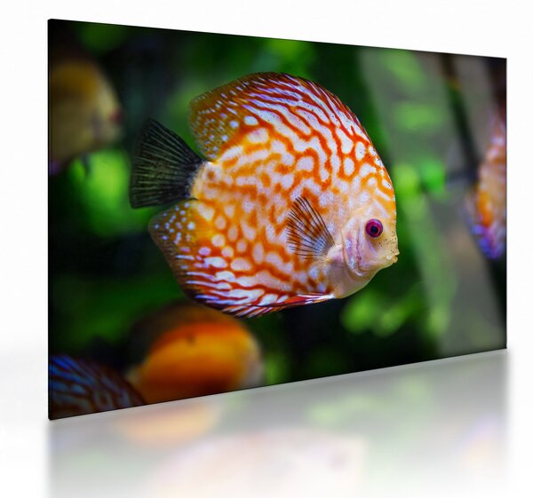 Staklena slika ribe (70x50 cm)