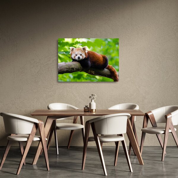 Staklena slika crvene pande (70x50 cm)