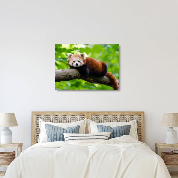 Staklena slika crvene pande (70x50 cm)