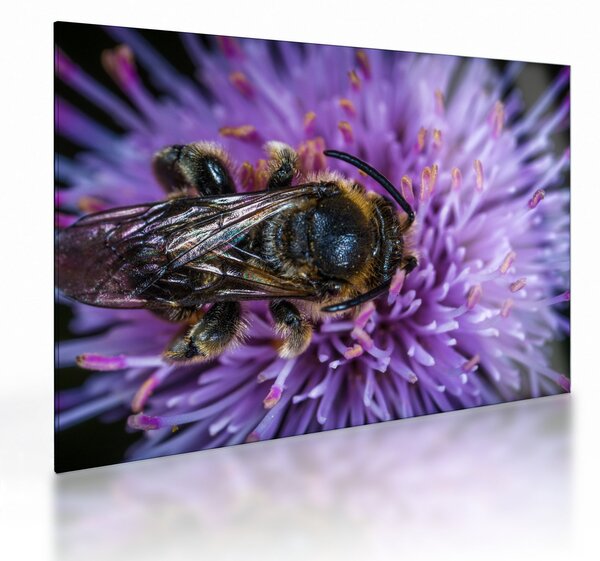 Staklena slika pčele na cvijetu (70x50 cm)