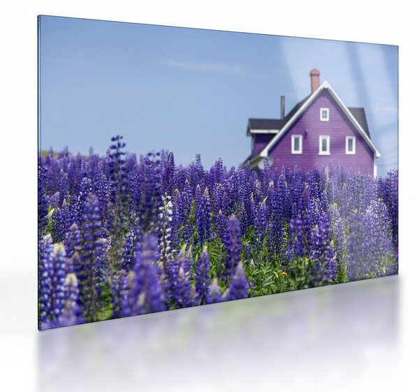 Staklena slika polja lavande (70x50 cm)