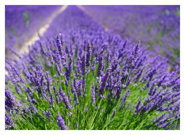 Staklena slika - lavanda (70x50 cm)