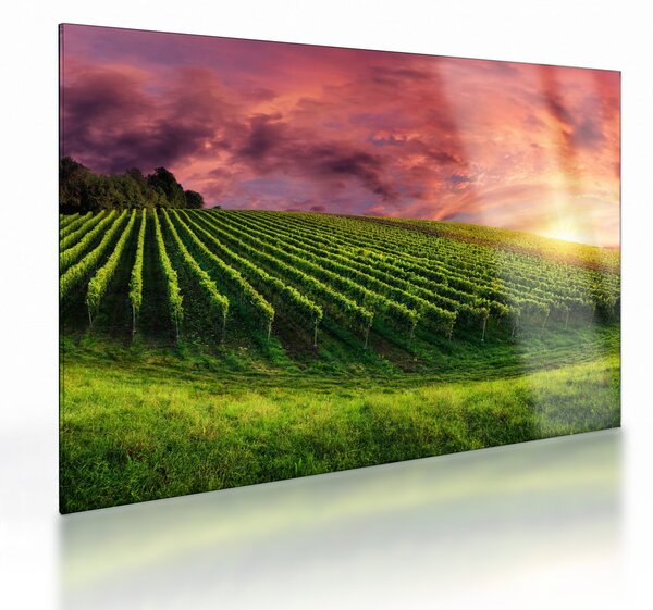 Staklena slika vinograda s obojenim nebom (70x50 cm)