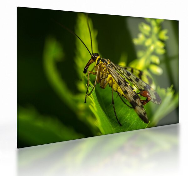 Staklena slika kukca (70x50 cm)