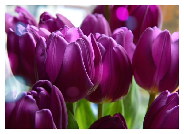 Staklena slika tulipana (70x50 cm)