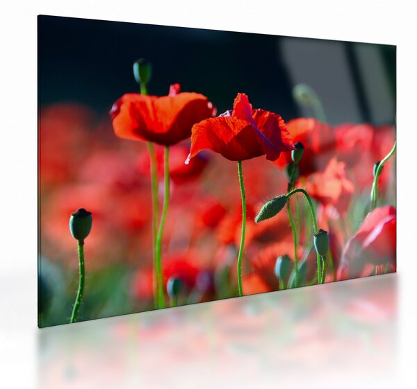 Staklena slika - makovi (70x50 cm)