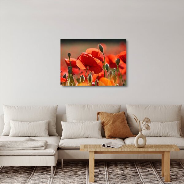 Staklena slika maka (70x50 cm)