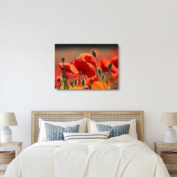 Staklena slika maka (70x50 cm)