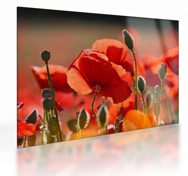 Staklena slika maka (70x50 cm)