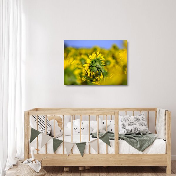 Staklena slika suncokreta (70x50 cm)