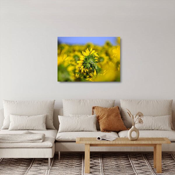 Staklena slika suncokreta (70x50 cm)