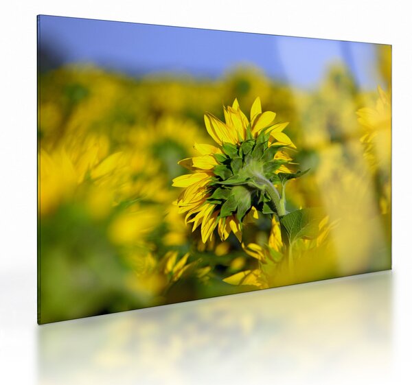 Staklena slika suncokreta (70x50 cm)