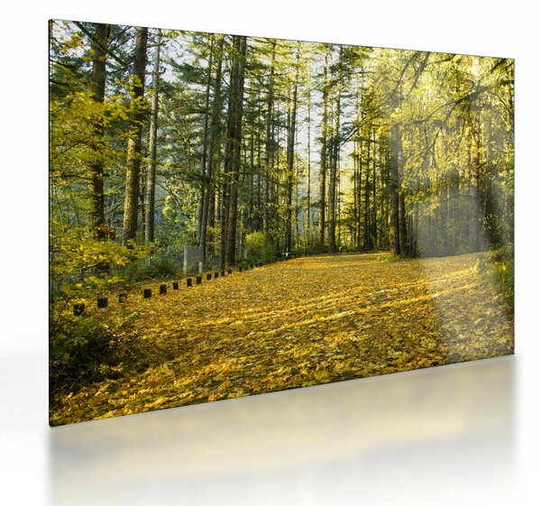 Staklena slika - šuma u jesen (70x50 cm)